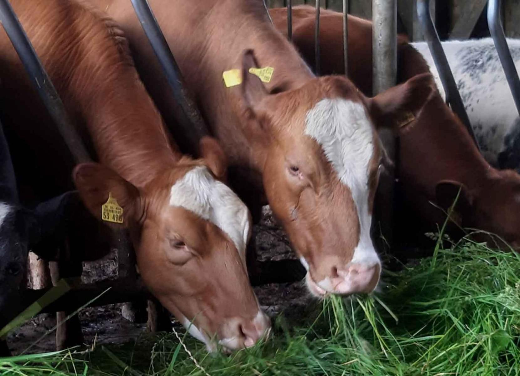 Ferienwohnung Peitz Eslohe Buitenkant foto