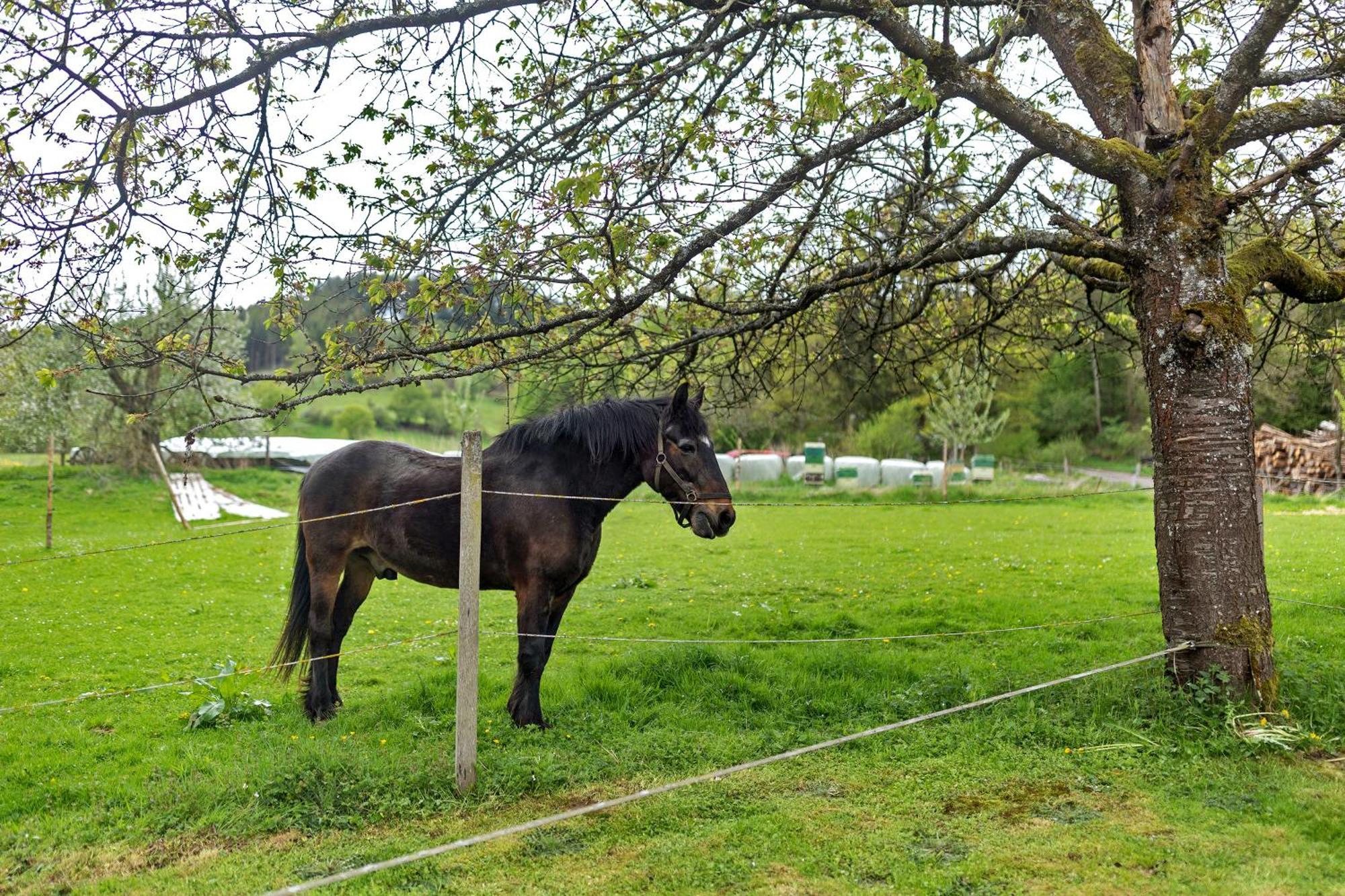 Ferienwohnung Peitz Eslohe Buitenkant foto